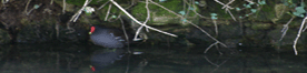 Common Moorhen